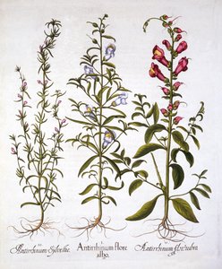 Snapdragons or Antirrhinums, fra Hortus Eystettensis, av Basil Besler (1561-1629), pub. 1613 (håndfarget gravering) av German School
